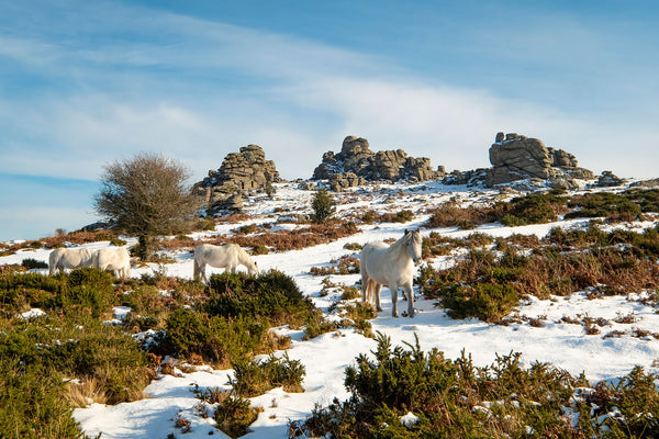 Hound Tor