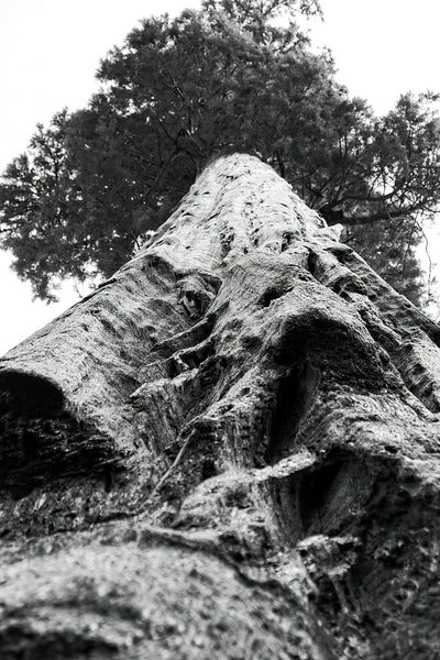 Giant Sequoia